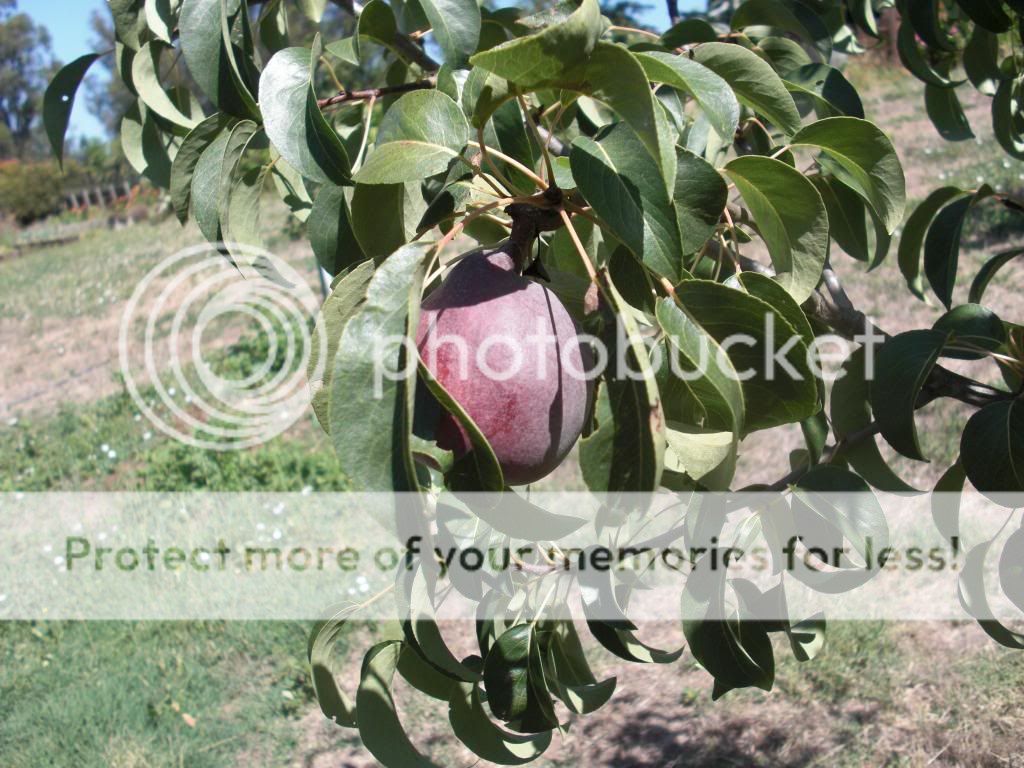 d'anjou red pear photo orchardpics052.jpg